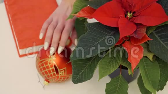 餐桌上放着圣诞玩具的一品红视频的预览图