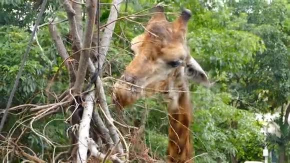 长颈鹿在夏天吃和舔视频的预览图