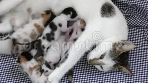 妈妈猫和小猫宝宝视频的预览图