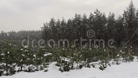松树圣诞树开阔的冬季景观视频的预览图