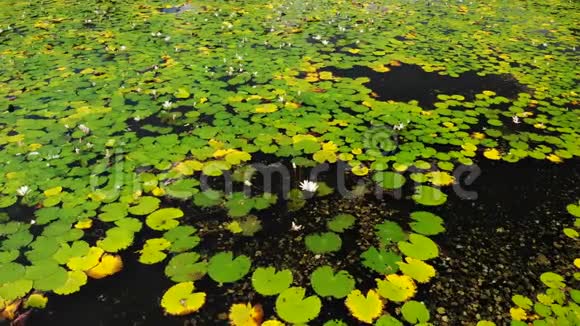 令人惊叹的空中无人机视频湖和莲花场在一个热带岛屿巴厘岛印度尼西亚美丽的空中场景视频的预览图