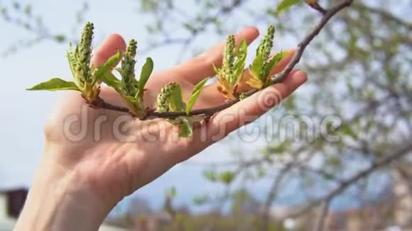 女人的手滑向新的绿色树叶视频的预览图