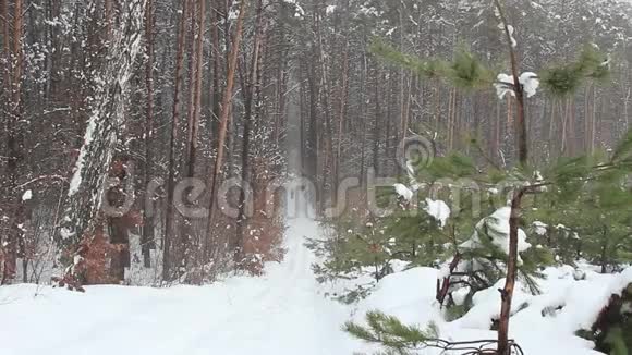 滑雪者在冬季森林公园的路上离我们很远视频的预览图