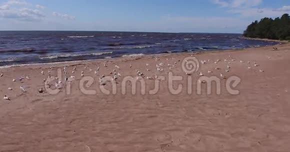 沙滩鸟鸥起飞视频的预览图