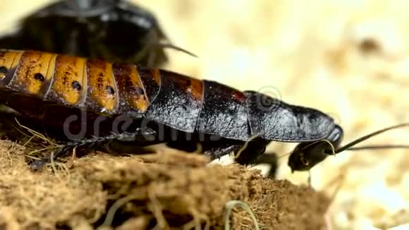 两只蟑螂在锯末上爬行快关门慢动作视频的预览图