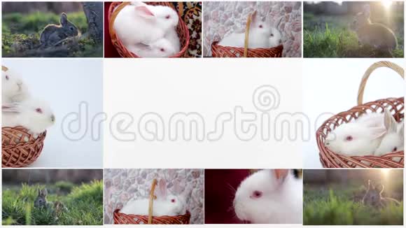 兔子许多兔子美丽的兔子复活节的概念视频的预览图