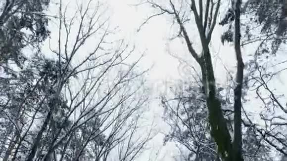 在冬天的天空的背景下雪中有树枝从下面向上看正在运动视频的预览图