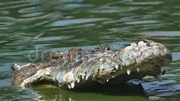 水中鳄鱼之战视频的预览图