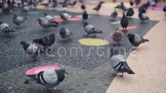 在城市广场有一大群鸽子慢动作视频的预览图
