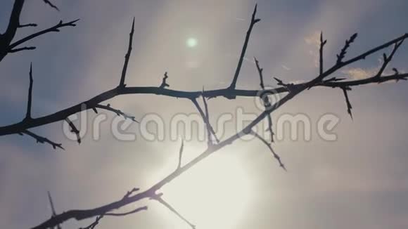 蓝色背景上的干树枝干燥的树枝带刺的刺和蜘蛛网对抗蓝色生活方式的天空阳光视频的预览图