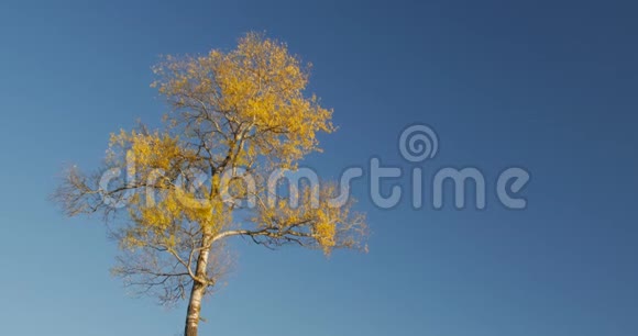 秋天蓝天中一棵树的顶峰视频的预览图