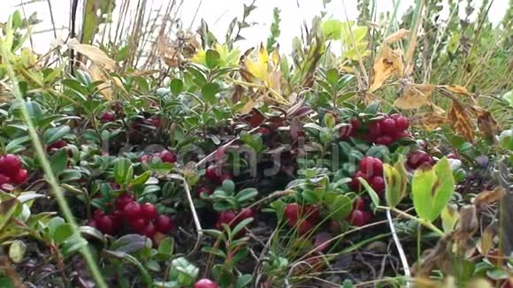 植物和浆果小水果卡雷利亚独特的野生动物视频的预览图