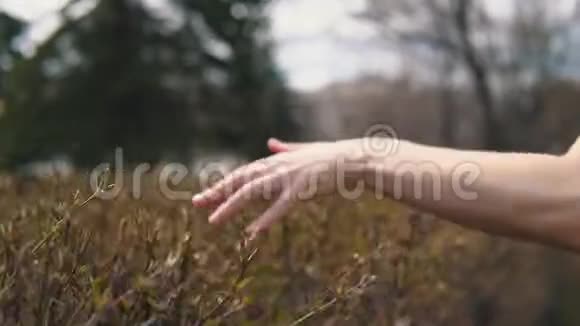 女人的手滑向新的绿色树叶视频的预览图