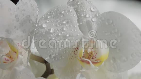 一朵盛开的兰花被水滴覆盖从120fps下降的水滴缓慢运动视频的预览图