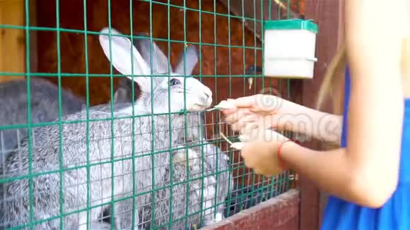 喂兔子小女孩用羊毛叶子喂养农场家兔视频的预览图