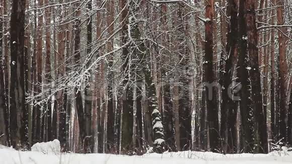 冬天公园森林的许多雪从很多雪视频的预览图