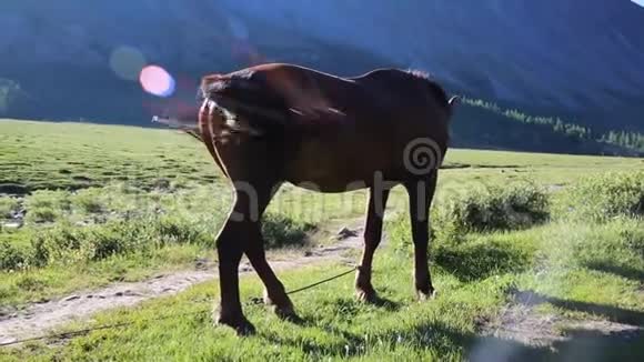 山背景的棕马视频的预览图