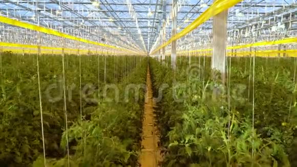 温室内有番茄植物的长过道视频的预览图
