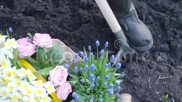 春天一个人在花园里用铲子挖地视频的预览图