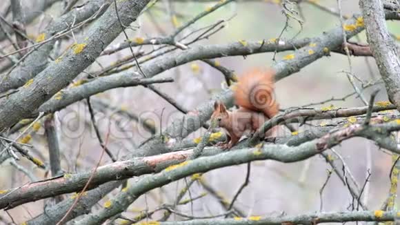 松鼠坐在一根没有叶子的树枝上看了看就跑了视频的预览图