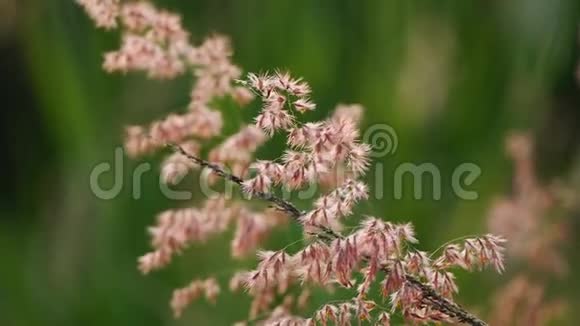 粉草运动自然镜头剪辑视频视频的预览图