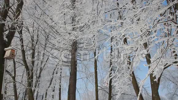 冬天的风景美丽的树木覆盖着海霜背景是明亮的蓝天视频的预览图