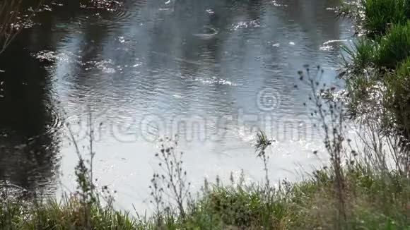 河里的鱼在水面上留下圆圈视频的预览图