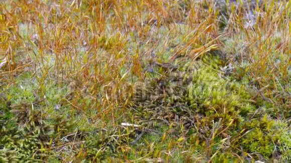 苔藓的微观世界视频的预览图