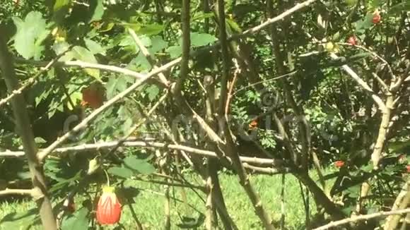 来到开花的灌木丛中喂养美洲热带动物的代表蜂鸟视频的预览图
