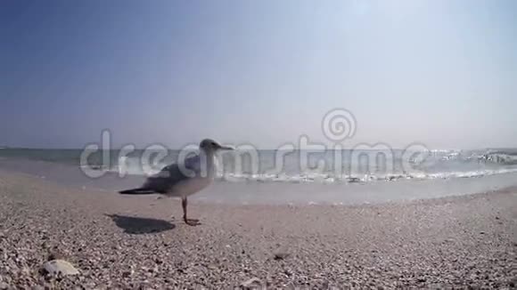 LarusBird步于卵石滩视角开阔视频的预览图