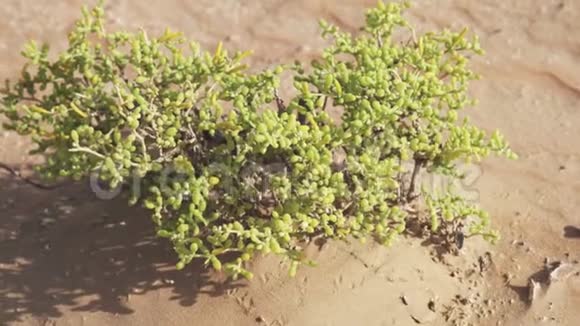 RubalKhali沙漠中的水草丛生的小灌木视频的预览图