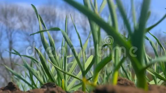 田里的绿蒜植物对着天空视频的预览图
