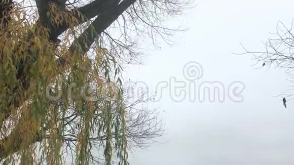 一片雾蒙蒙的湖面上的黄柳视频的预览图