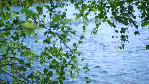 冰冷的山河沿着树木流淌河岸上种着桦树针叶树美丽的景色视频的预览图