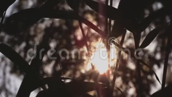 日落时竹子的剪影视频的预览图