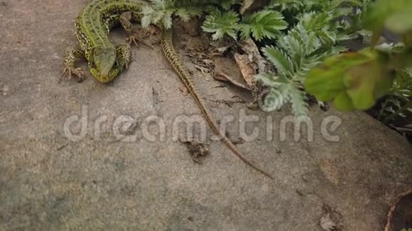 蜥蜴靠近欧洲绿色LacertaViridis在石头和绿色植物上山岩上的小蜥蜴特写视频的预览图