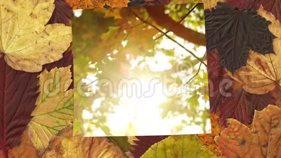 桌子上的秋树和枫叶视频的预览图