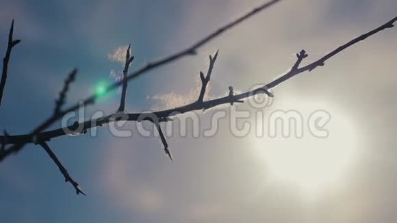 蓝色背景上的干树枝干燥的树枝带刺的刺和生活方式蜘蛛网对抗蓝天阳光视频的预览图