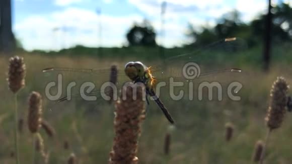 蜻蜓有着巨大的透明翅膀坐在野外特写镜头中视频的预览图