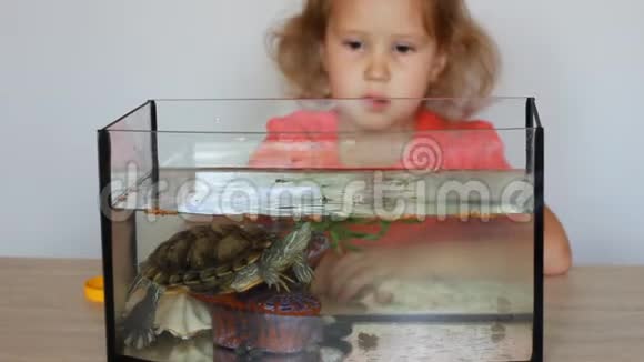 这个孩子为他的海龟喂食观看和玩耍海龟生活在一个有水的家庭水族馆里视频的预览图