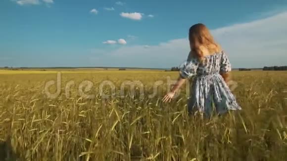 穿着漂亮衣服的女孩在夏天晚上在麦田里手触摸麦穗蓝色视频的预览图