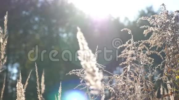 温暖的夏日阳光照亮了野田草在阳光下关闭草甸植物明亮的阳光照亮干燥的药草视频的预览图