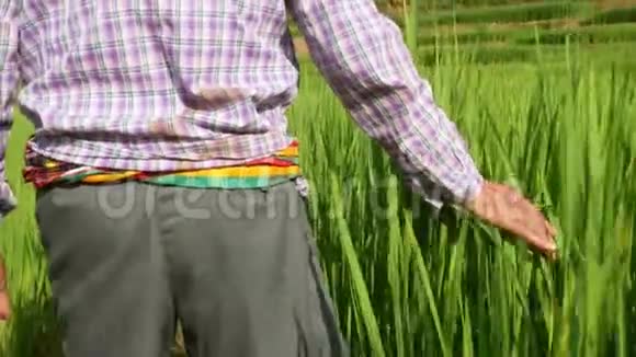 亚洲老人农民在美丽的稻田里散步触摸农场里生长的水稻幼苗视频的预览图