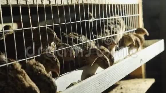 禽畜饲养场饲养笼内的鹌鹑视频的预览图
