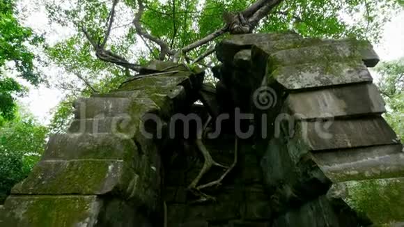 岩石上的树木和绿色苔藓视频的预览图