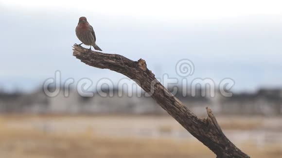 室内雀鸟栖息在一根松松的树枝上然后四处觅食视频的预览图