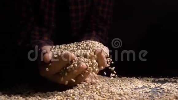 黑色背景上从上面落下的珍珠大麦或小麦的一堆农业特写宏观粮食视频的预览图