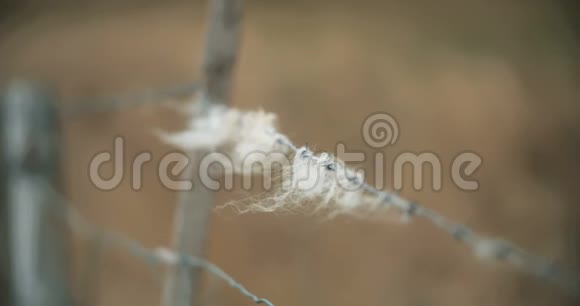 羊毛在农场围栏上被电线夹住了视频的预览图