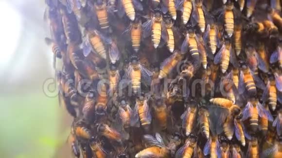 关闭森林中的蜂梳或蜂巢视频的预览图