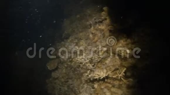 一片绿油油的海床上有鱼视频的预览图